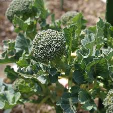 image of Broccoli - A powerful anti-cancer food