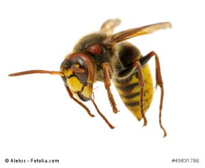 image of Yellow Jacket