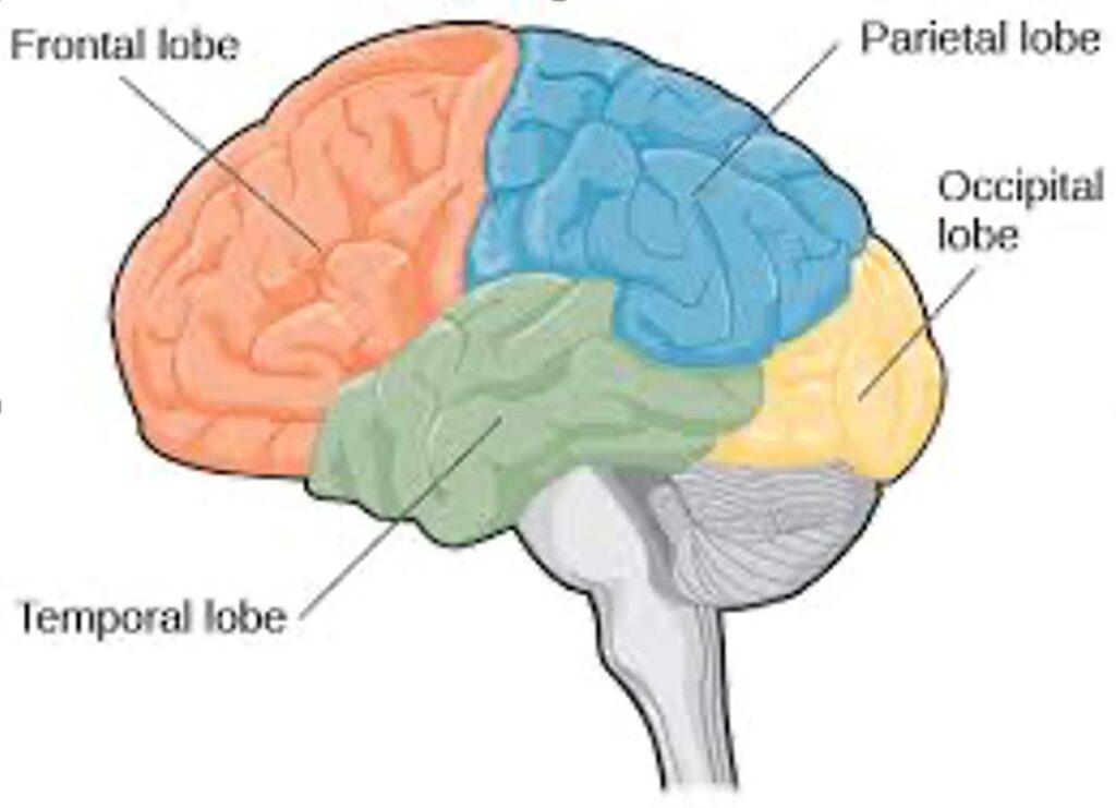 Lobes of the Brain | Introduction to Psychology