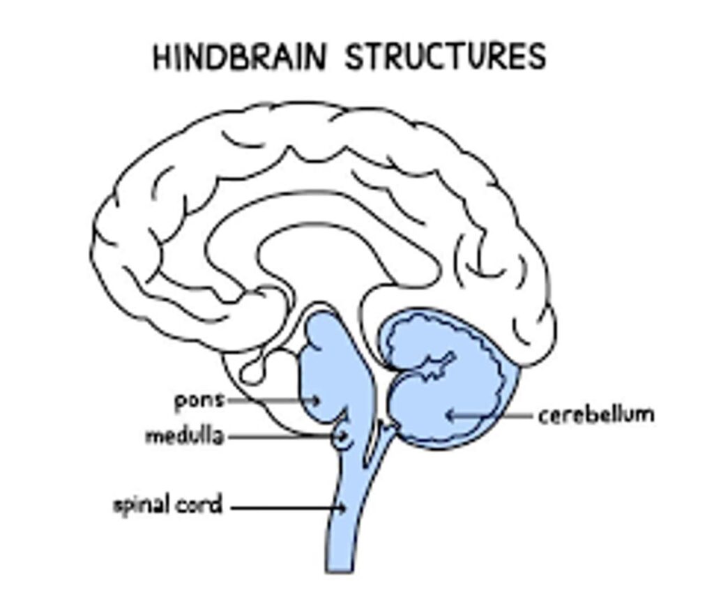 Hindbrain: Parts, Function, and Location
