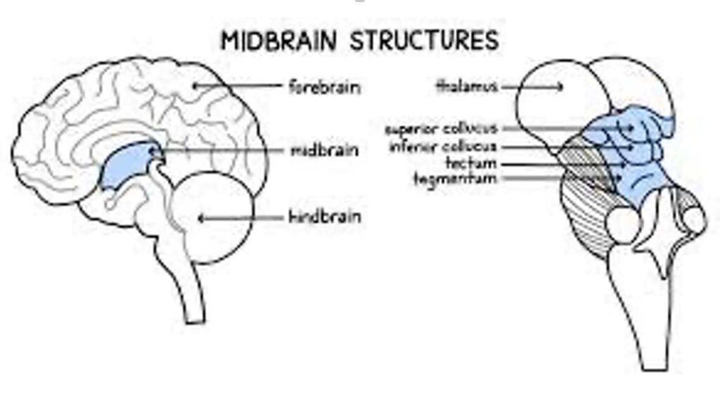 Forebrain, Midbrain & Hindbrain: Functions & Diagrams